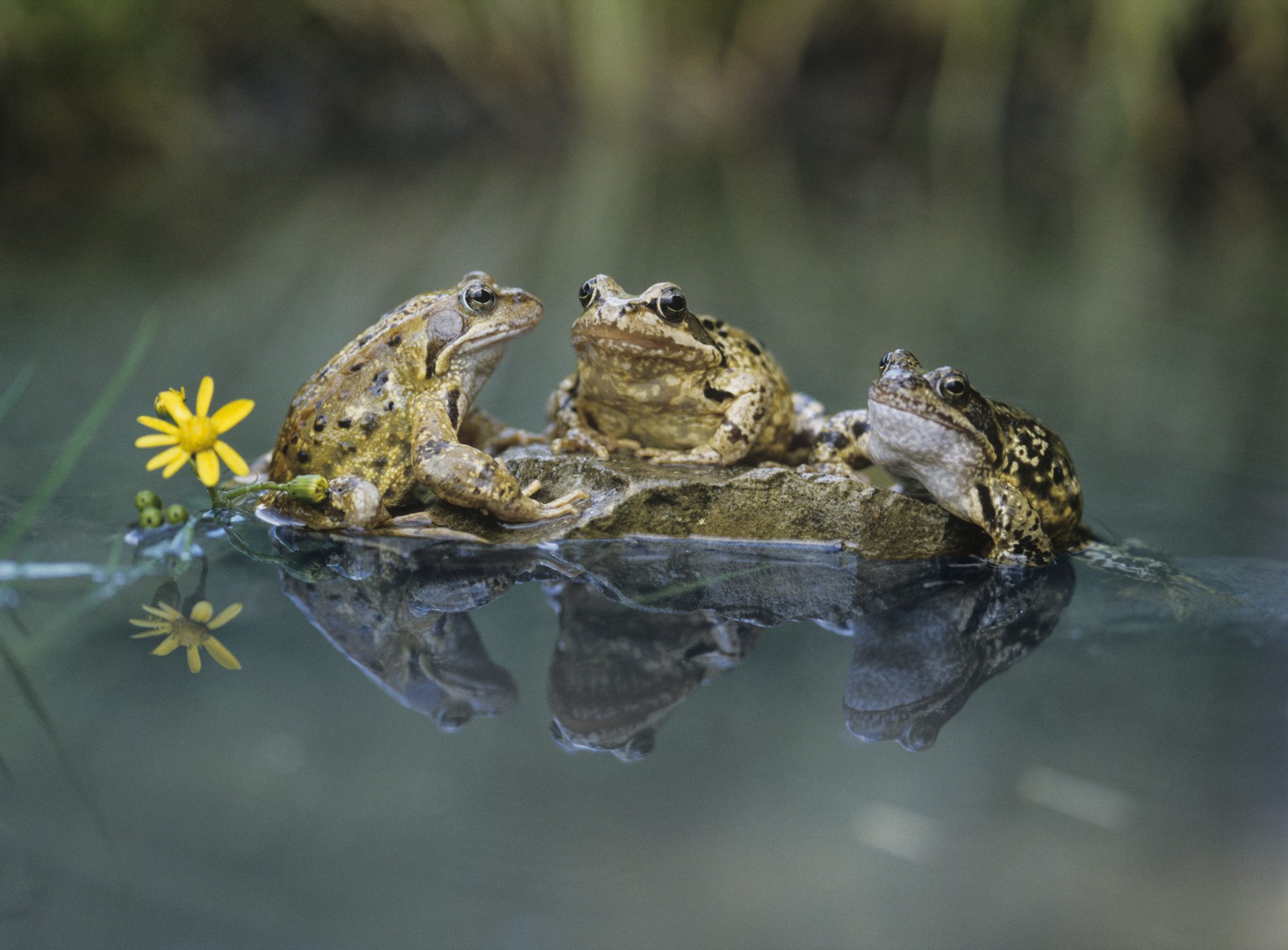 Haven for nature Haven for nature