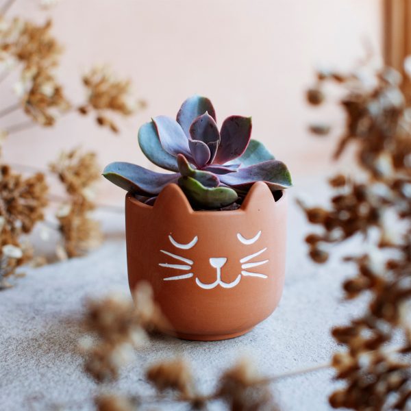 Mini Cat's Whiskers Terracotta Planter