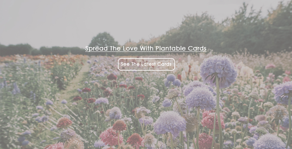 Plantable Cards Banner V200