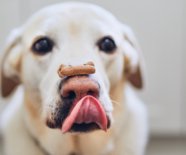 Dog Treats